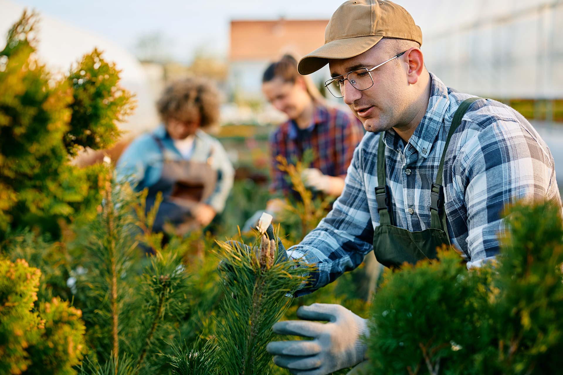 Trabajador de invernadero masculino inspeccionando el crecimiento de un árbol