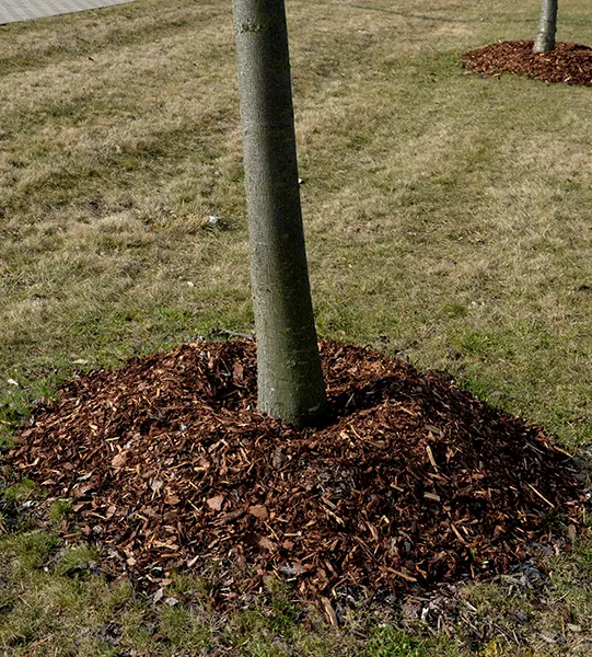 Acolchado con broza picada en base de árbol